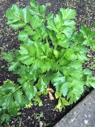 Regrow-celery-garden-gardening-sustainability-grow-your-own-herbs-vegetables