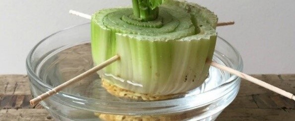 cut-celery-toothpick-water-regrow-sustainability-gardening