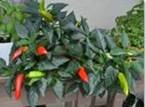 potted-peppers-hot-burrito-jalapeno-seeds-itg-survive-thrive-herb-garden-gardening