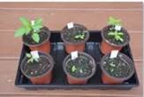 potted-seeds-itg-survive-thrive-herb-garden-gardening